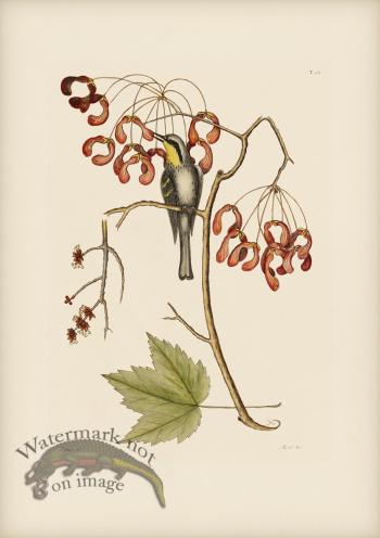 062 Yellow Throated Creeper